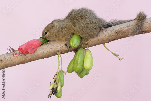 Photography A young plantain squirrel is eating hibiscus flowers