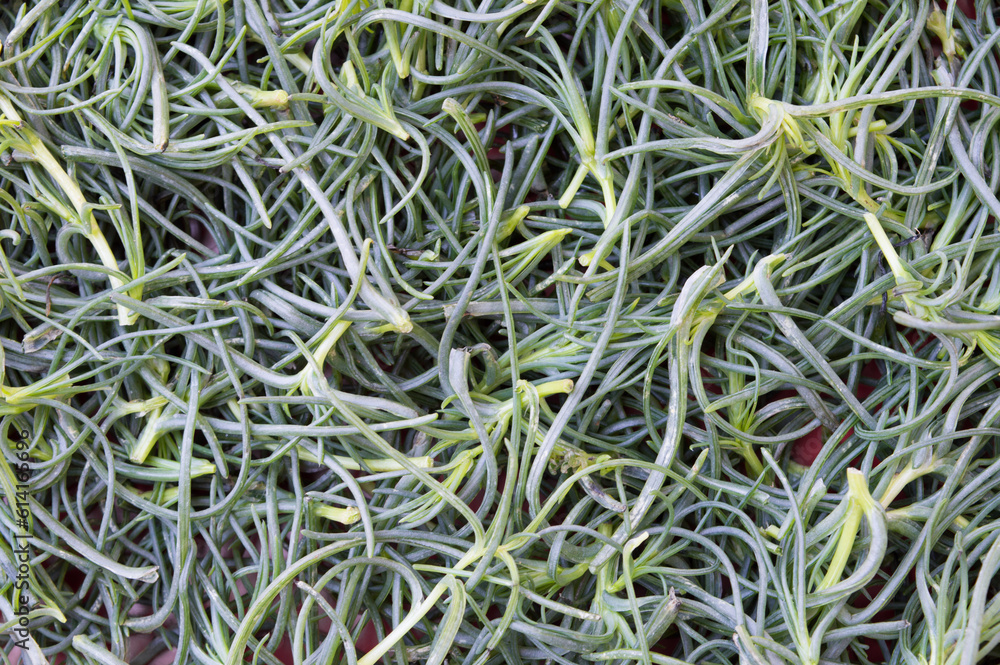Freshly harvested Mediterranean wild plant agretti, Salsola sola, opposite-leaved saltwort, grows in coastal regions near salt water