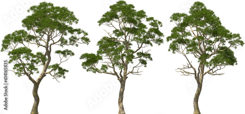 eucalyptus tree plants hq arch viz cutout