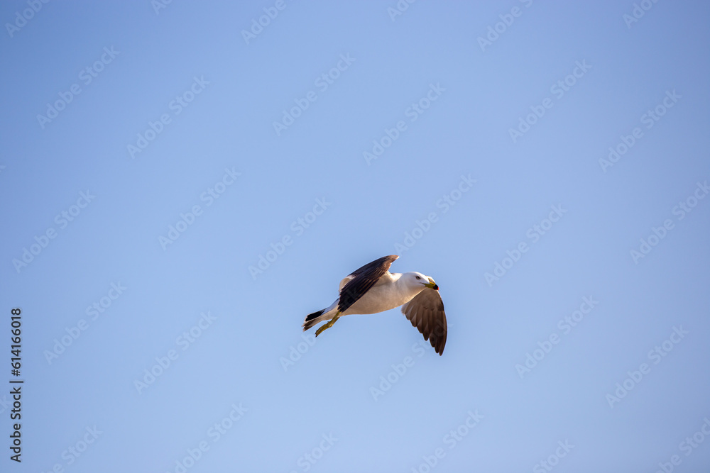 Fototapeta premium 새우깡을 먹으려고 서로 경쟁하는 갈매기들의 힘찬 날개짓과 경쟁구도