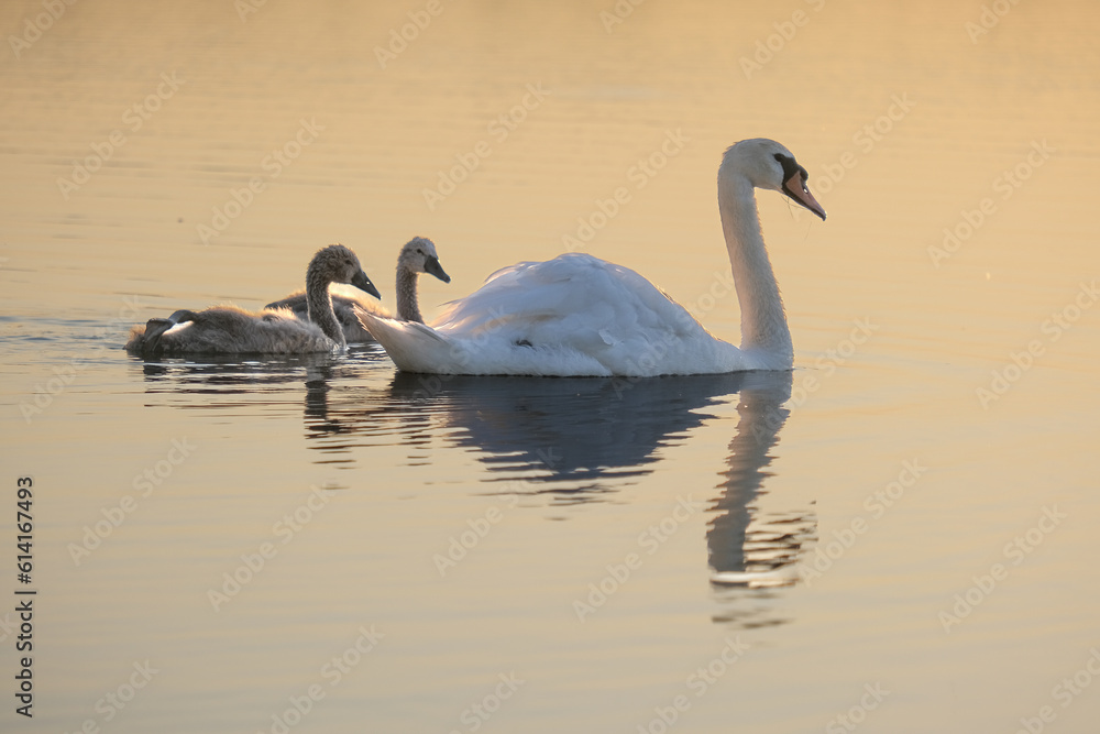 Fototapeta premium A white swan and two small swans on the water of a golden cart of the rays of the setting sun