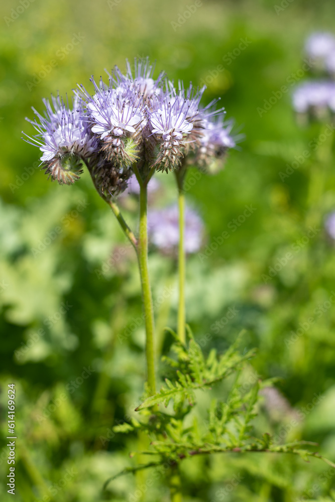 Lacy phacelia (phacelia tanacetifolia) flowers in bloom Lacy phacelia (phacelia tanacetifolia) flowers in bloom