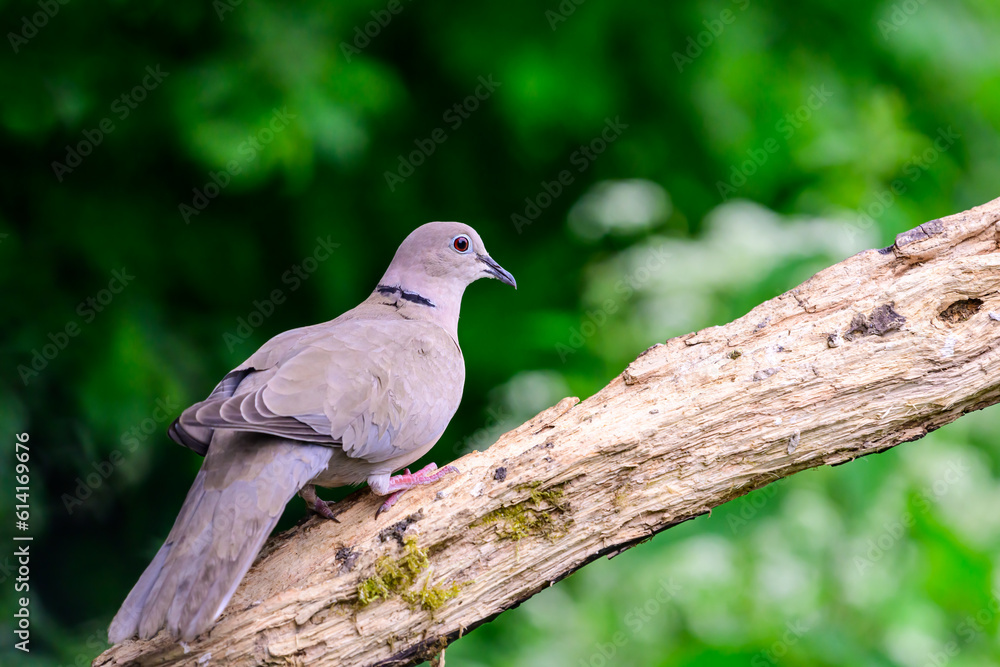 Collared Dove, Streptopelia decaocto, perched on branch Collared Dove, Streptopelia decaocto, perched on branch