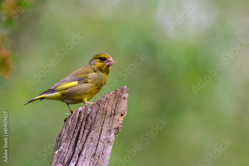 Male Greenfinch, Chloris chloris, perched on a tree branch © Vic Thornley