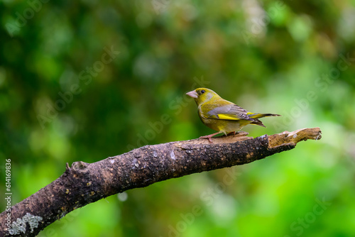 Male Greenfinch, Chloris chloris, perched on a branch. © Vic Thornley