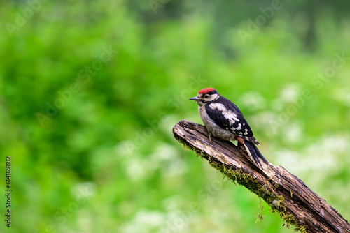 Juvenile male Great spotted woodpecker  Dendrocopos major  perched on a tree branch
