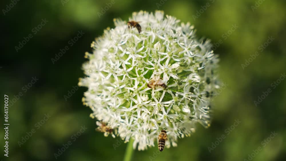 flying bee, harvest, harvesting, macro nature, springtime, wing, pink, bright, season, botanical, meadow, herb, work, wild, slow motion, pollination, insects, honey bee, nature, plant, green, flower, flying bee, harvest, harvesting, macro nature, springtime, wing, pink, bright, season, botanical, meadow, herb, work, wild, slow motion, pollination, insects, honey bee, nature, plant, green, flower,