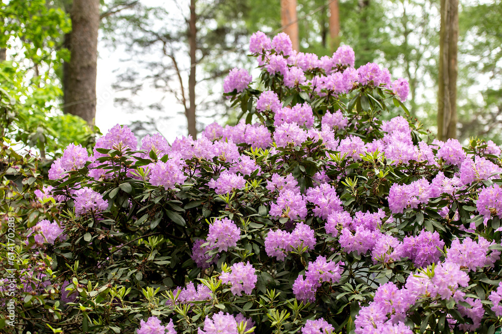 A rhododendron bush blooming with purple flowers in the city park A rhododendron bush blooming with purple flowers in the city park