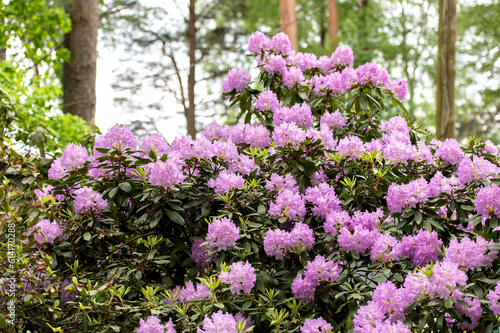 A rhododendron bush blooming with purple flowers in the city park