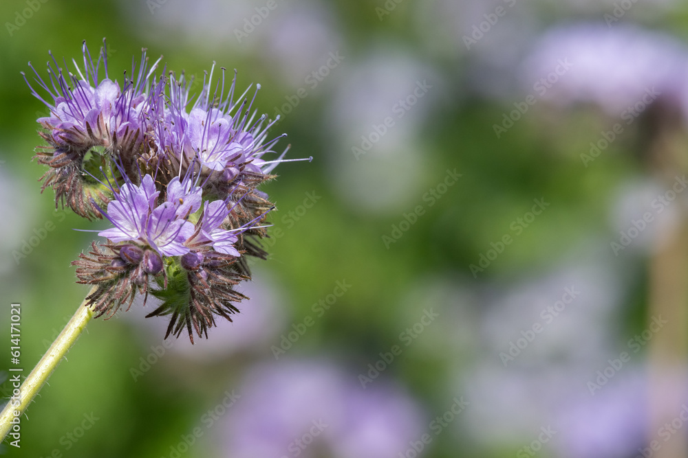 Lacy phacelia (phacelia tanacetifolia) flowers in bloom Lacy phacelia (phacelia tanacetifolia) flowers in bloom