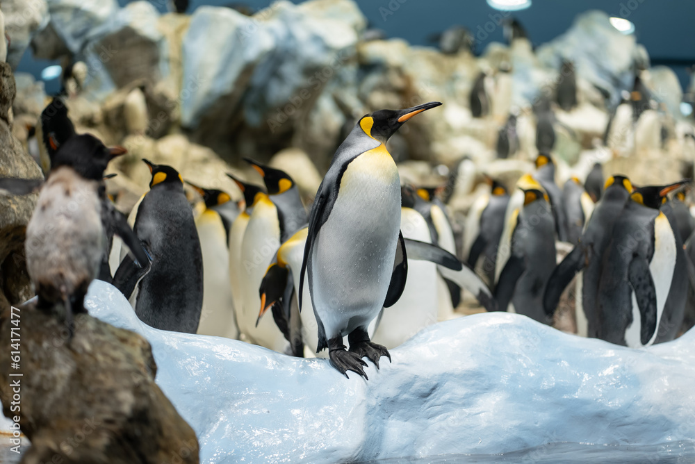 Obraz premium king royal penguin family at loro park zoo, Tenerife, Canary island
