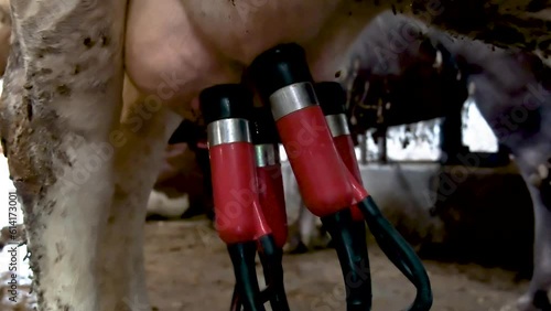 The process of cows getting milked at a dairy factory. Technologically advanced modern farm. An automatic cow milking machine is being used. Dairy Industry.