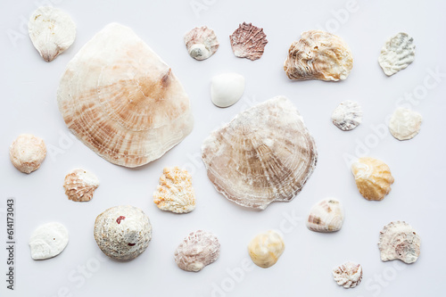Seashells collection. Summer nautical composition of sea shells.