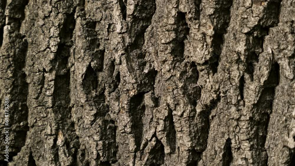 Texture of tree trunk in the forest Close up of texture of an old oak tree bark.
Texture of tree trunk in the forest Close up of texture of an old oak tree bark.