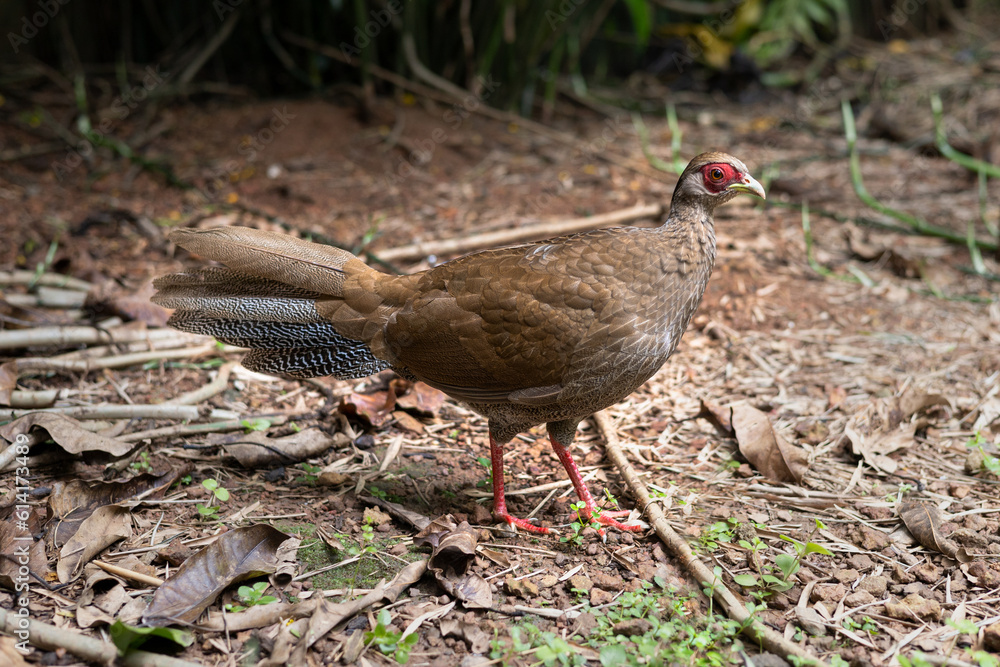 Silver Pheasant (female), Pheasant (Lophura nycthemera), Brown Pheasant , beautiful female Silver Pheasant, wildlife photography