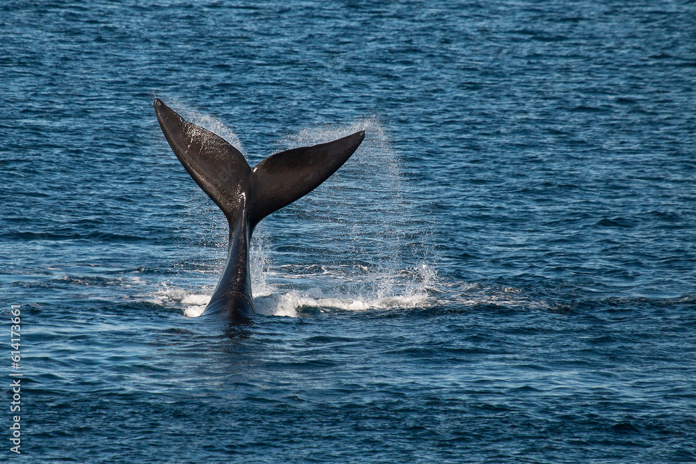 Naklejka premium Southern Right Whale off the coast of Argentine Patagonia
