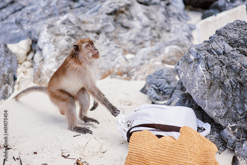 Canvas Print Wild monkey stealing human's bag