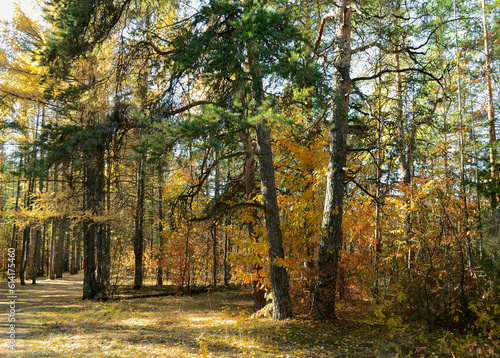 Beautiful autumn landscape in a dense sunlit forest