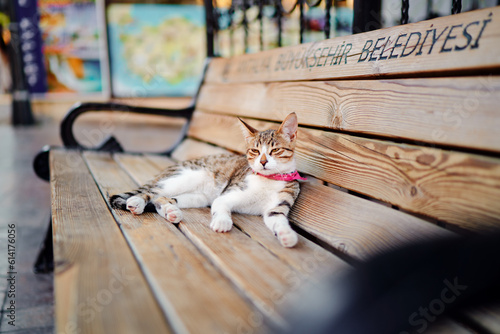 Cute little kitty cat lying on the wooden bench in the city street photo