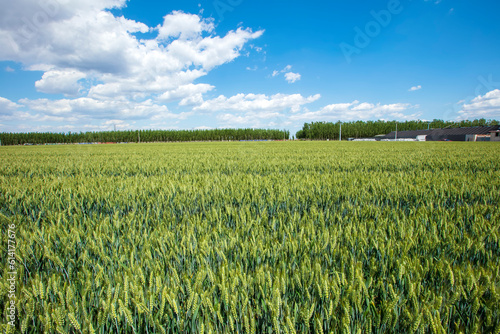 Wheat is growing in the field  The wheat fields are under the blue sky and white clouds