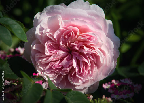 pink rose blossom in sunshine