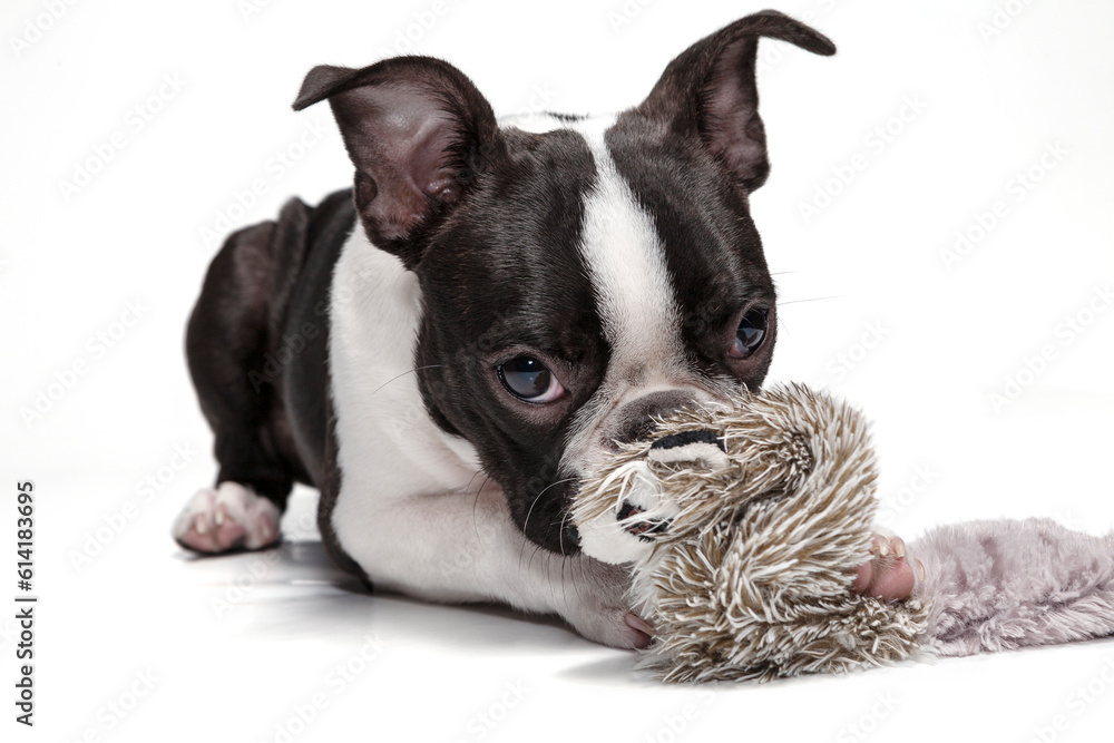 Boston Terrier, puppy 4-month old, with a toy, lying in studio, on white background. Black and white dog. Head portrait of purebred Boston Terrier pupy, studio, white background.