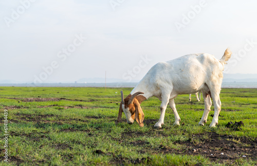 Goats are eating grass in the evening.
