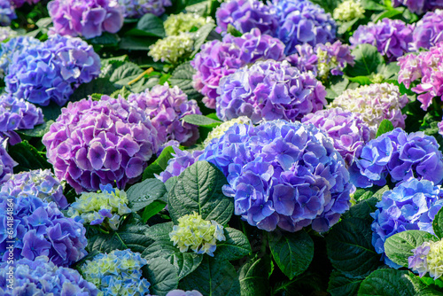 Beautiful hydrangea flower in garden. flower background