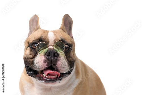 Cute French bulldog wear glasses isolated on white background. pet and animal concept © kwanchaichaiudom
