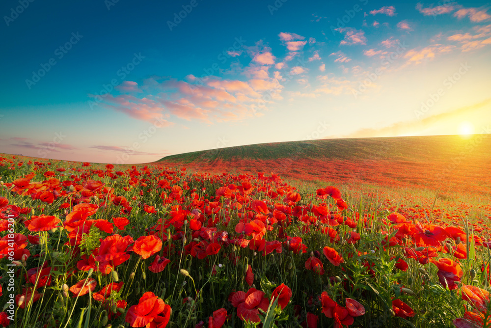 Beautiful red poppy flowers under blue sky with clouds, banner design. High quality photo