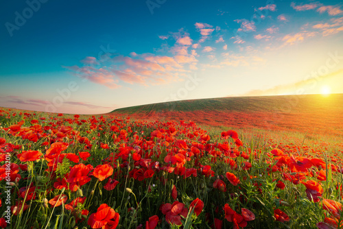 Beautiful red poppy flowers under blue sky with clouds, banner design. High quality photo