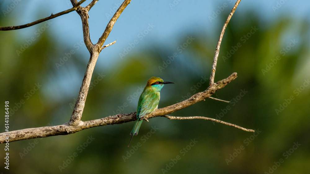 Blue tail bee eater Blue tail bee eater