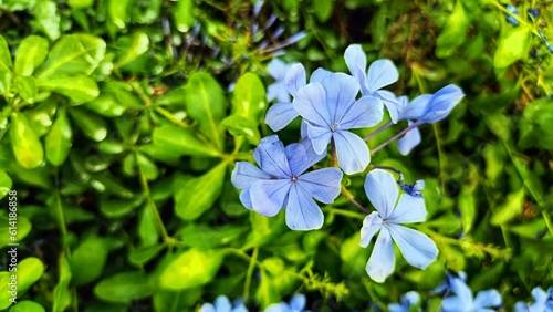 Plumbago auriculata, the cape leadwort, blue plumbago or Cape plumbago, is a species of flowering plant in the family Plumbaginaceae, native to South Africa. photo