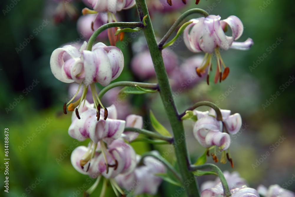 Close up of pink flower