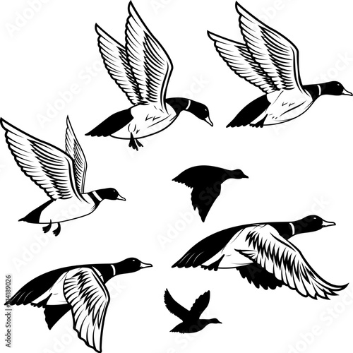 Set of flying wild ducks. Duck hunting.