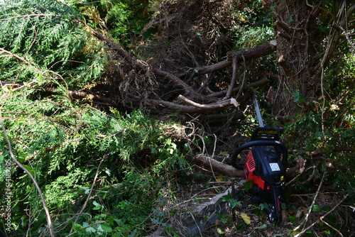 Wallpaper Mural Elagage des arbres Torontodigital.ca