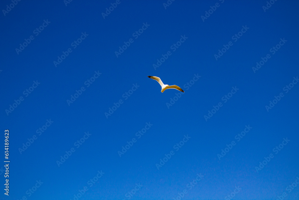 seagull bird in the sky