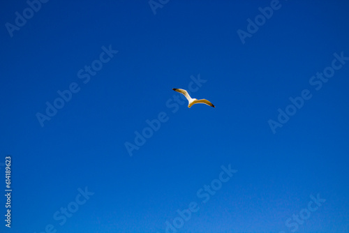 seagull bird in the sky