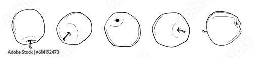 Apples in the row. Contour drawing set. Scetch vector illustration.
