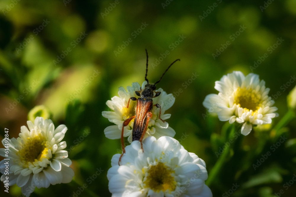 Obraz premium longhorn beetle