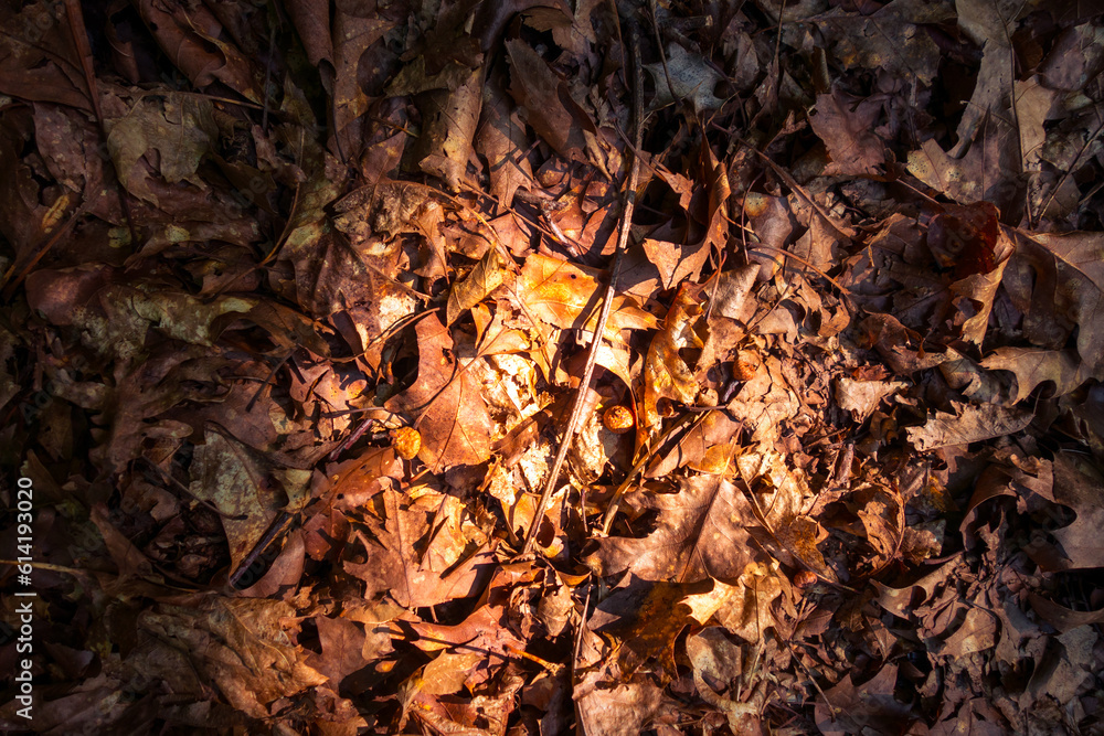 Dry dead leaves on the ground. Autumn background texture