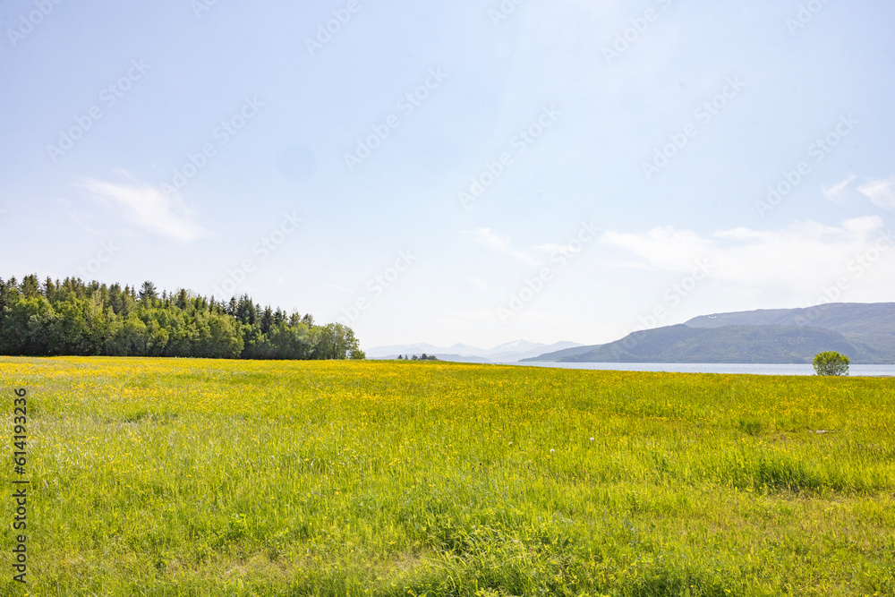 Yellow meadows in Ursfjorden on a beautiful summer day, Helgeland, Nordland county, Norway