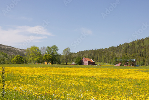 Yellow meadows in Ursfjorden on a beautiful summer day, Helgeland, Nordland county, Norway