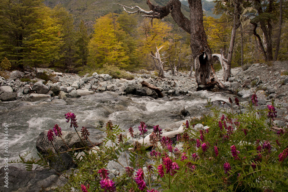 Mountain stream with flowers, Rio Negro province - Argentina