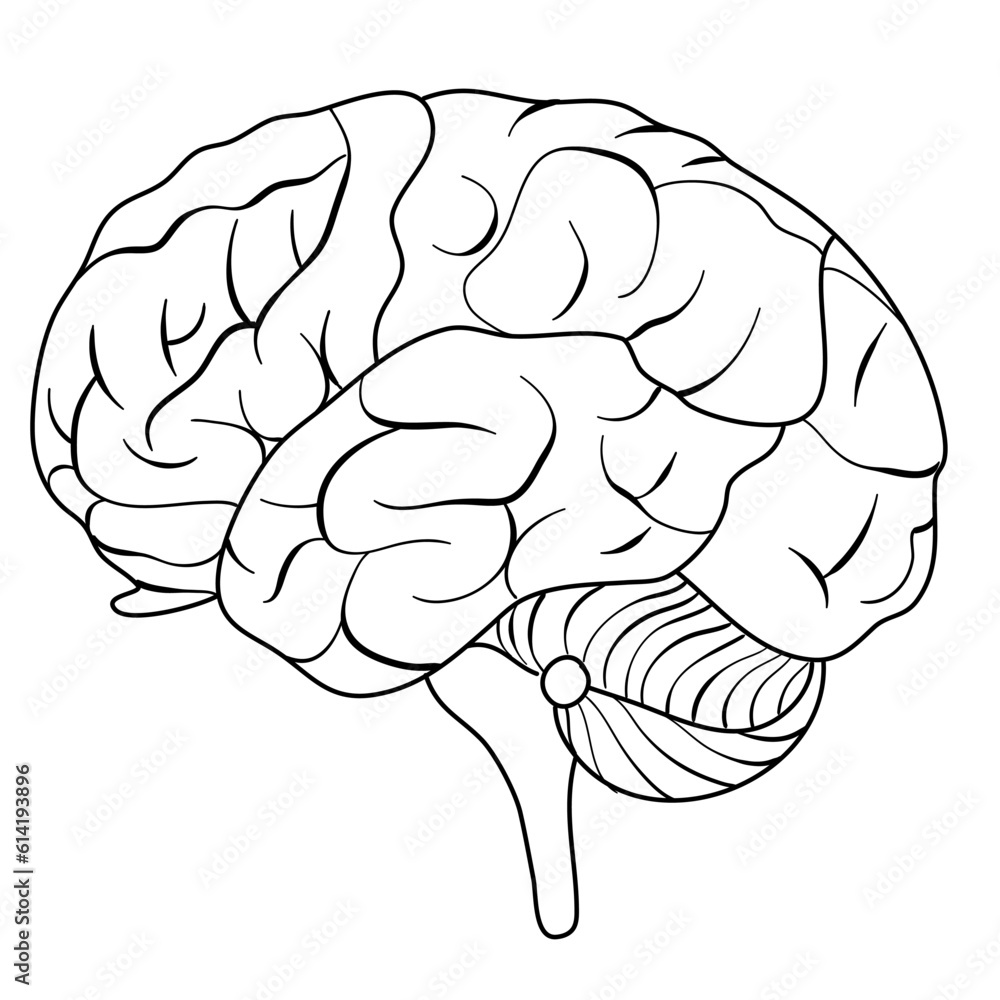 human brain illustration human brain illustration