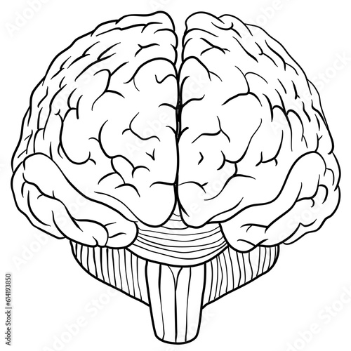 human brain illustration