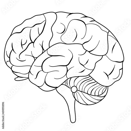 human brain illustration