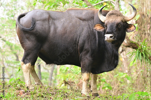 The gaur (, Bos gaurus), also called Indian bison, is the largest extant bovine, native to South Asia and Southeast Asia photo
