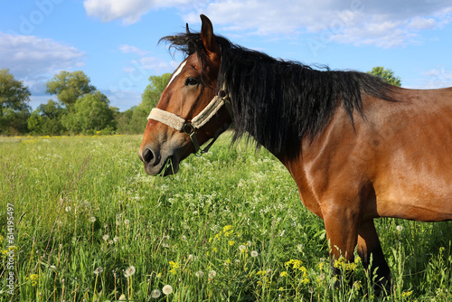 Red horse with long mane in flower field against sky