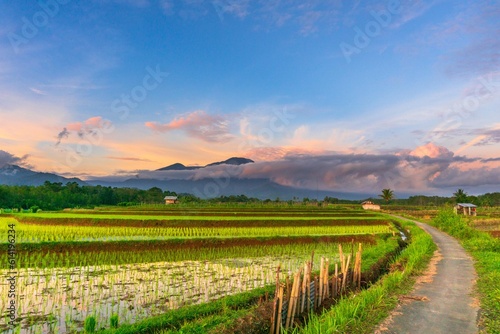 Beautiful morning view indonesia Panorama Landscape paddy fields with beauty color and sky natural light